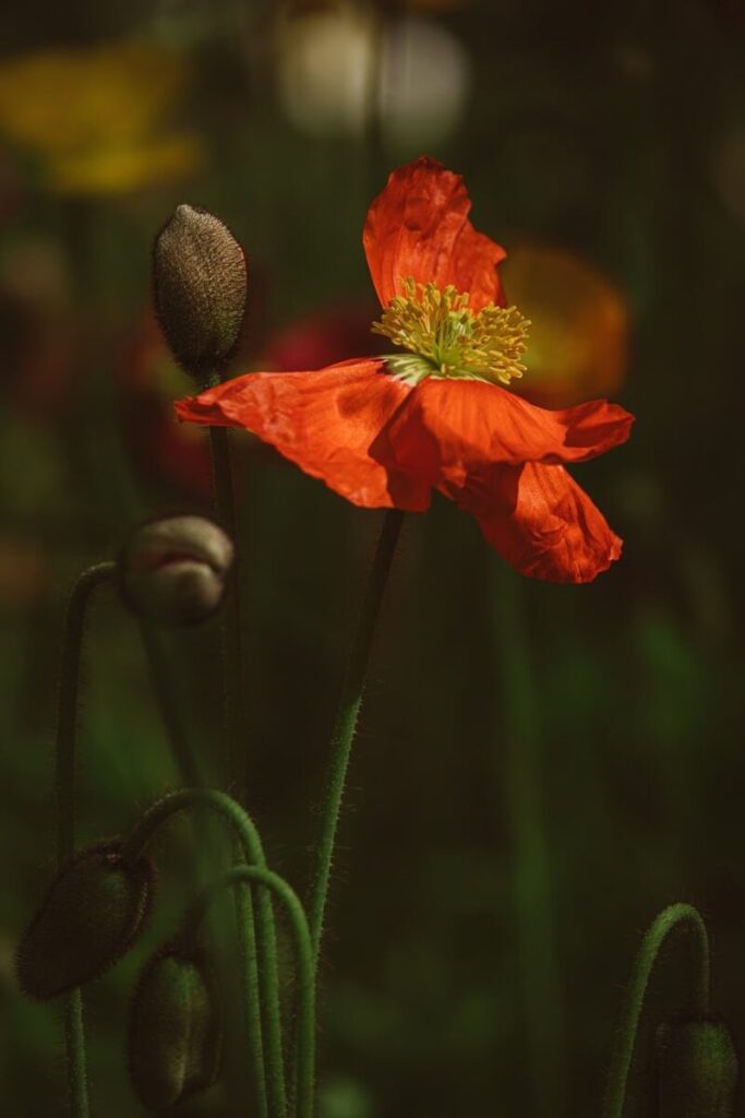 flower, poppy flower, red, close-up, nature, flower background, flower wallpaper, beautiful flowers, garden, petal, vibrant colors, outdoor, spring, growth, life cycle, art, natural background, contrast color, wrinkled petal, detailed photo, stem, spring bloom, poppy bud